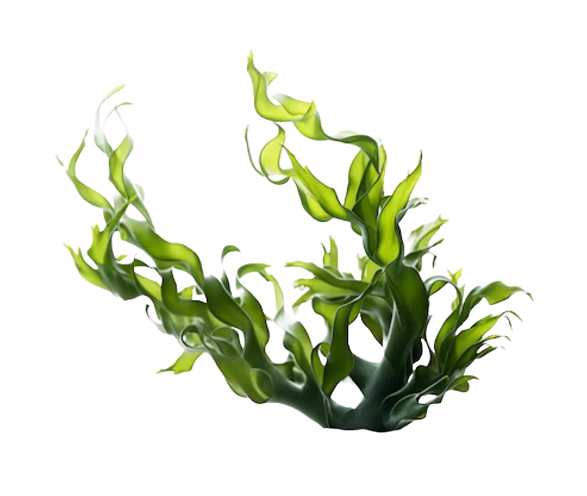 Seaweed